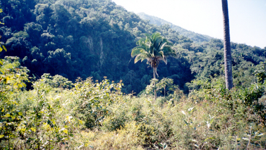 La Jungle de Puerto-Vallarta.
